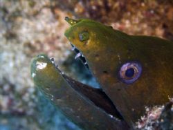 This Moray decided to poke it's head out to check out the... by Ash Pickering 